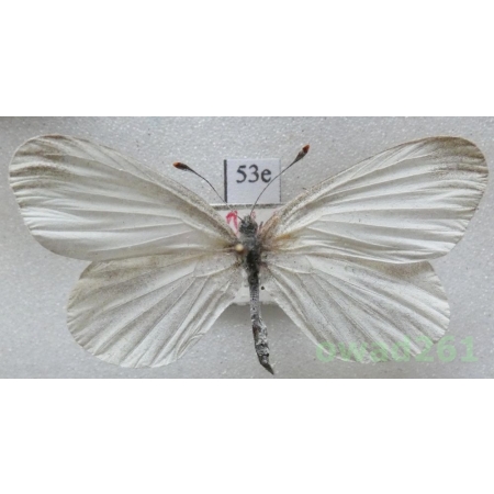 Leptidea duponcheli (Staudinger, 1871) Bulgaria53e